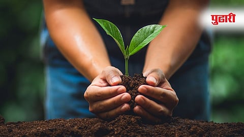  Tree Plantation