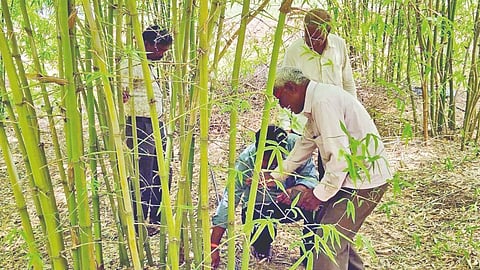 Bamboo Farming Solapur |