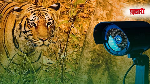 Tiger Attacks