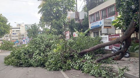 Pune Tree Collapse