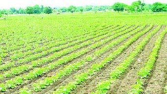 Beed News
