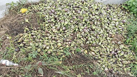 Crop Damage