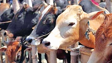 Illegal beef export