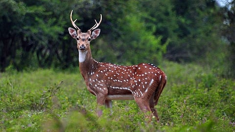 Pune zoo