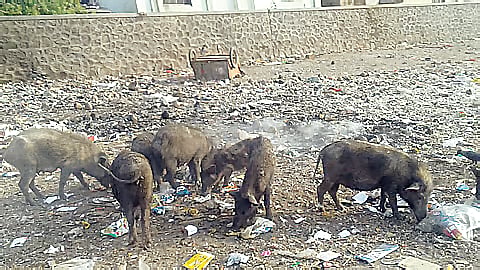 Shrirampur Pigs