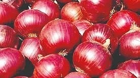  Onion News