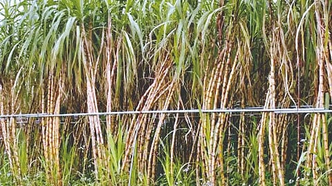 Sugarcane News