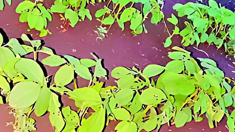Dharashiv Rain : पावसाची दीर्घ प्रतीक्षा; सोयाबीनची वाढ खुंटली, धाराशिव जिल्ह्यात ४.७३ लाख हेक्टरवरील पेरणी संकटात