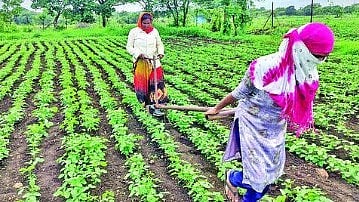  Farmer News