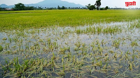 Rice Crop Damage