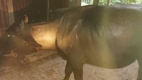 Kudal cattle attack  