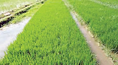 Rice Crop Damage