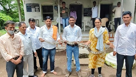 Mukhed python captured