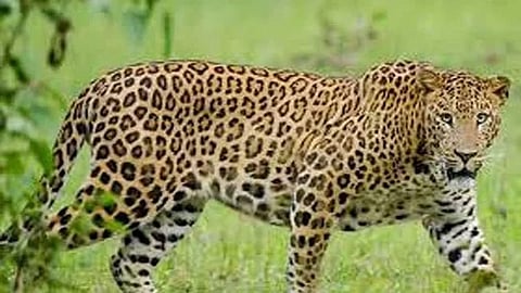 image of Leopard 