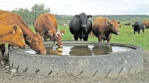 Animal husbandry |