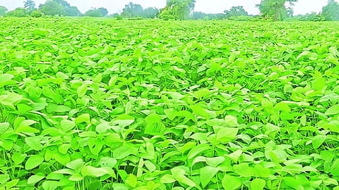 Jalna Rain