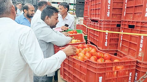 Tomato Price