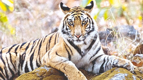 World Tiger Day