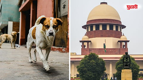Supreme Court on stray dogs