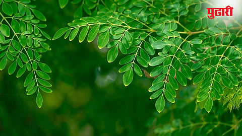 Moringa Leaves Benefits 