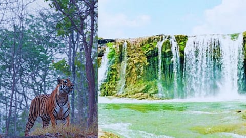 wildlife tourism
