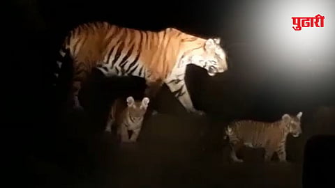 Tigress and cubs spotted