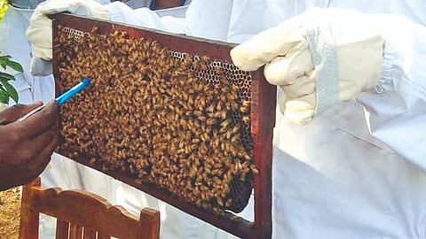 Save the bees | 