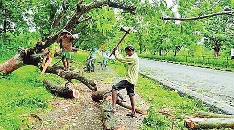 Pune Tree Cutting