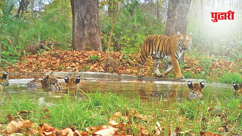 Tiger conservation India