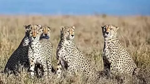 Sahyadri Tiger Reserve Cheetah Project