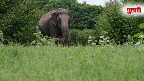 Mahadevi Elephant news