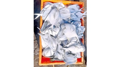 pomfret-catch-bonanza-during-fishing-season