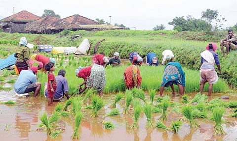 Rice Cultivation
