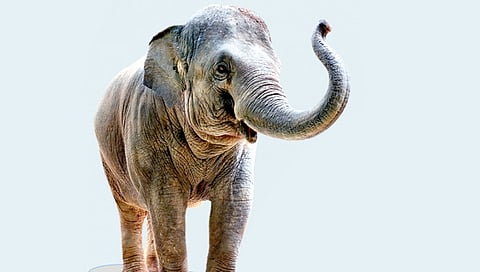 Elephants' struggle for survival