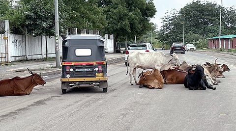 Stray Animals