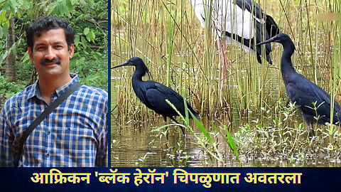 Black Heron In India