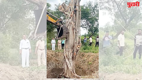 Saving Banyan Tree: सकारात्मक बातमी! वादळात उन्मळलेल्या वडाचे पुनर्रोपण