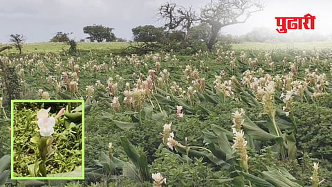 Kaas Plateau flowers
