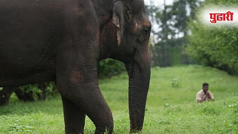 Madhuri Elephant