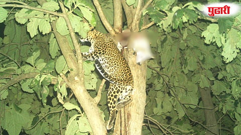 Kolhapur Jakhale leopard trap camera