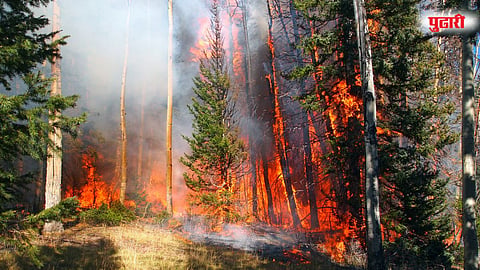 wildfire
