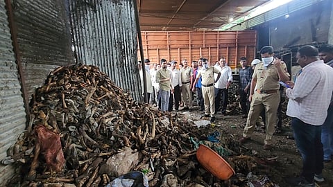 Biloli Cattle Bones
