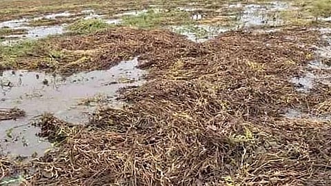 Crop Insurance