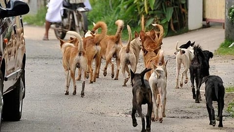 Stray Dogs / भटके कुत्रे 