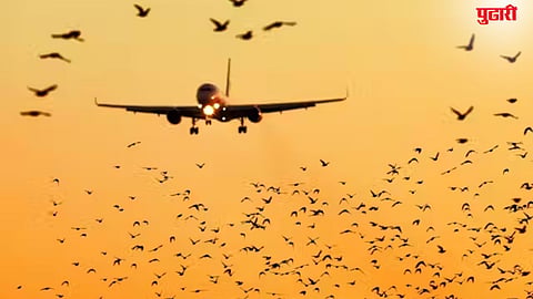 Bird Hit Aircraft