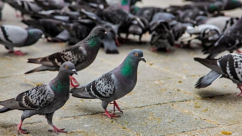 Pigeon Racing Opposition