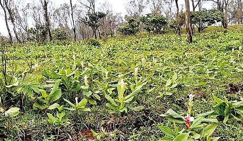Bhilar Plateau |