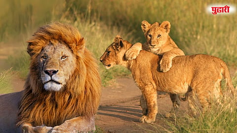 Lion and cub