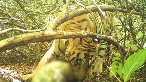 Tiger attack