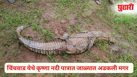 Crocodile Caught in Kolhapur